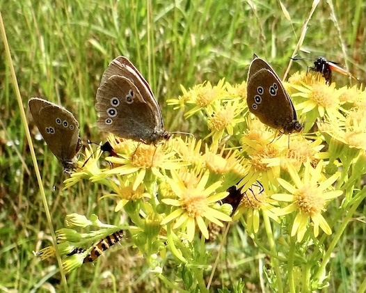 ringlet